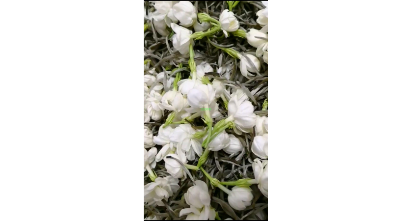 兰妃印象私房茶：茉莉花茶出品记